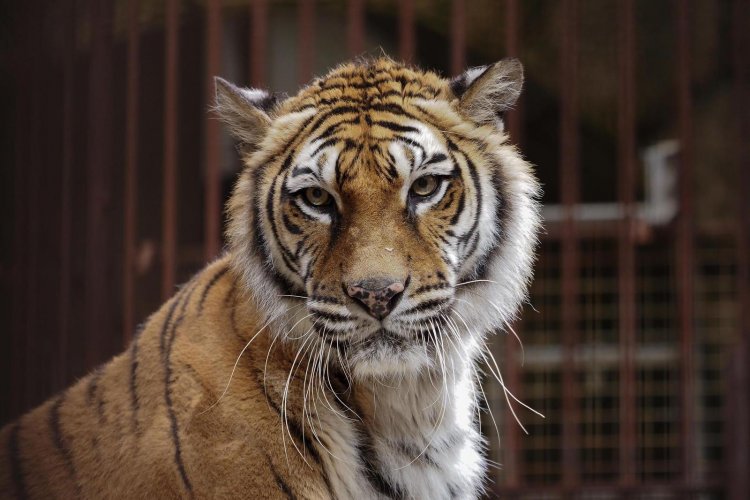 Fort Boyard : Les tigres prennent leur retraite