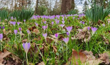 En Allemagne, les mères sont Chouchoutées pour leur fête.