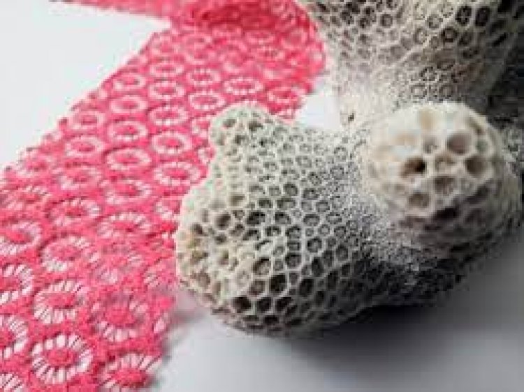 Corail Artefact : Le tissu au secours des barrières de coraux