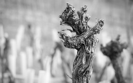 Gel des vignes : les viticulteurs nantais s’adaptent quoi qu’il arrive