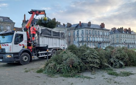 Nantes : une seconde vie pour les sapins de Noël