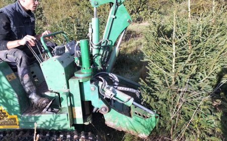 Nantes : la location de sapin de Noël, la nouvelle formule d’une pépinière